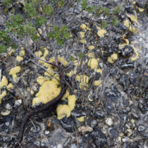 Ancient life form discovered in remote Tasmanian valley