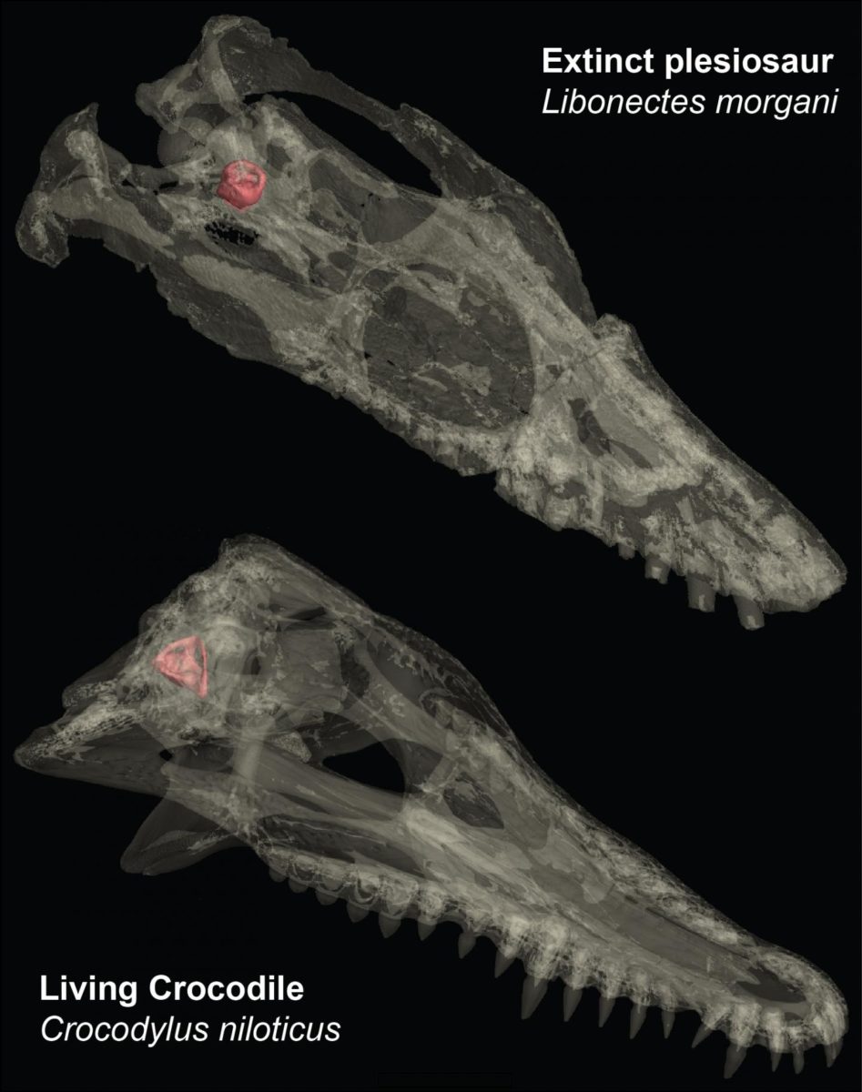 Transparent skulls of an extinct plesiosaur (top) and a living crocodile (bottom). The inner ear is the pink structure towards the back of the head. Credit: James Neenan