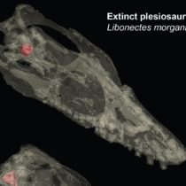 Evolution: It’s all in the ears