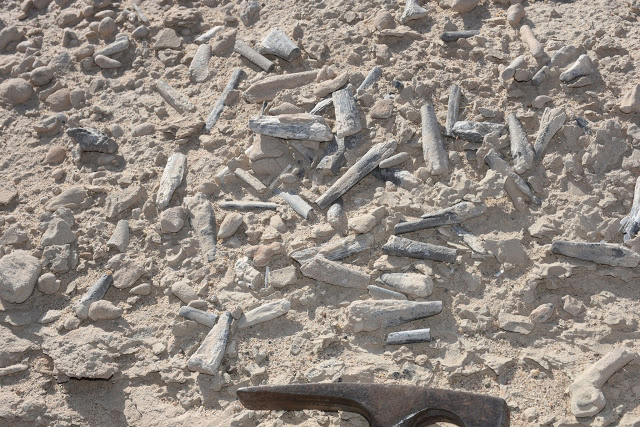 Hundreds of pterosaur bones lying on the surface, demonstrating the richness of these sites. Credit: Alexander Kellner (Museu Nacional/UFRJ)