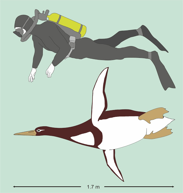 Artististic reconstruction of Kumimanu biceae in size comparison to a human diver. Credit: G. Mayr/Senckenberg Research Institute