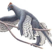 Feathered dinosaurs were even fluffier than we thought