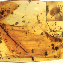 Dinosaur parasites trapped in 100-million-year-old amber tell blood-sucking story