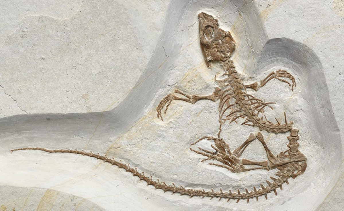 This is a Vadasaurus Herzogi fossil. Credit: Mick Ellison used with permission from the American Museum of Natural History.