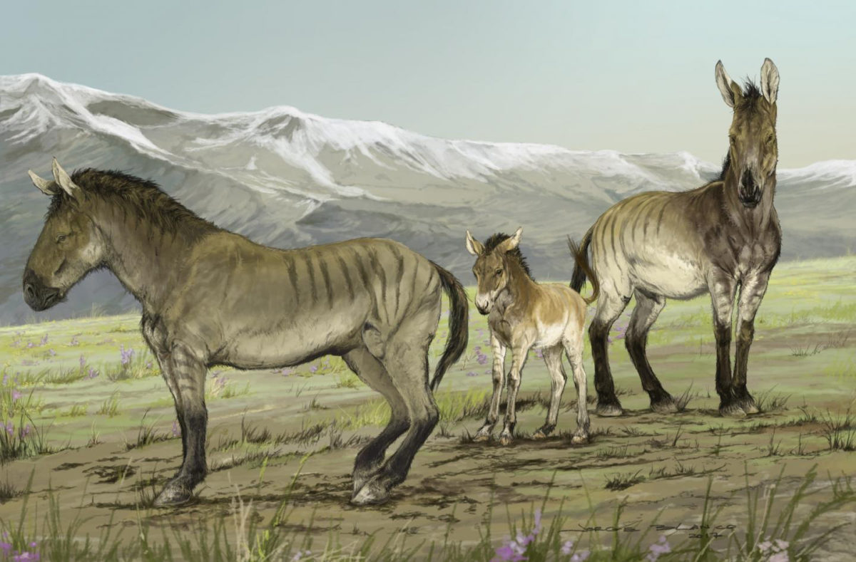 This illustration depicts a family of stilt-legged horses (Haringtonhippus francisci) in Yokon, Canada, during the last ice age. Credit illustration © Jorge Blanco