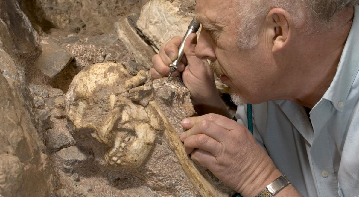 Professor Ron Clarke busy excavating the Little Foot skull from the Sterkfontein Caves. Credit: Wits University