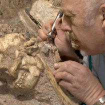 South Africa’s oldest, and the world’s most complete Australopithecus skeleton ever found