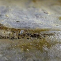 Has the world’s most ancient eye been found?