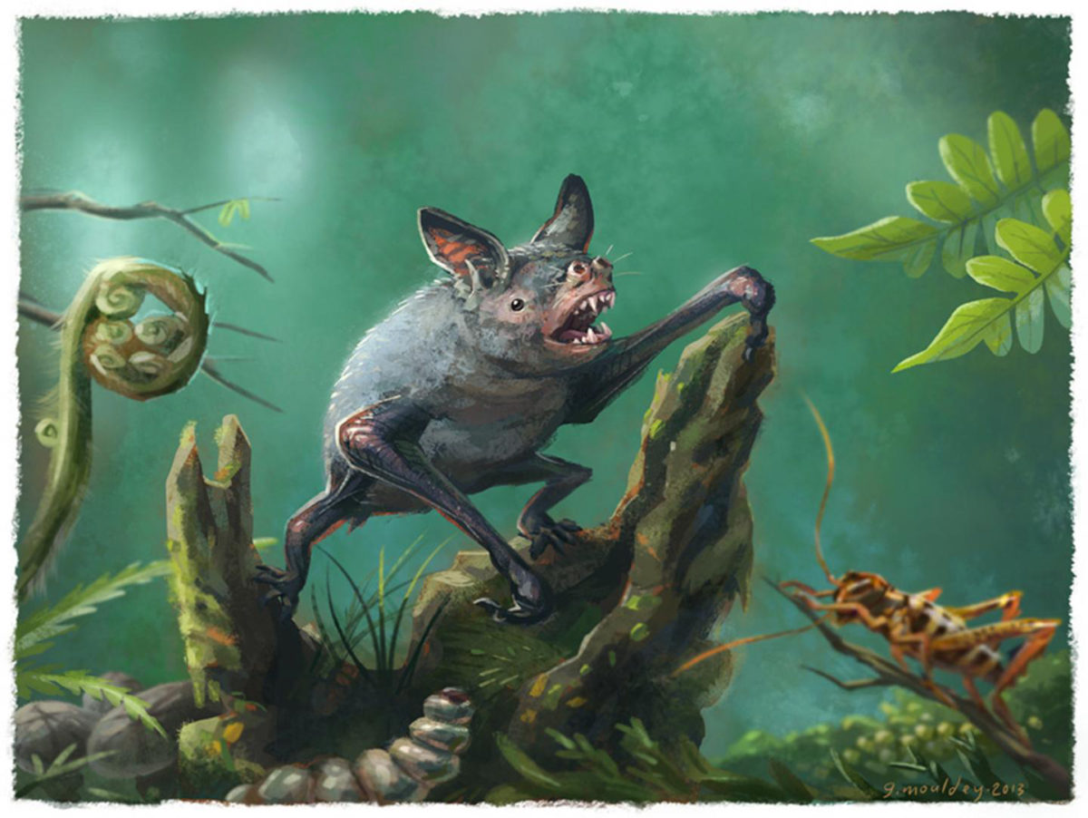 An artist's impression of a New Zealand burrowing bat, Mystacina robusta, that went extinct last century. The new fossil find, Vulcanops jennyworthyae, that lived millions of years ago in New Zealand, is an ancient relative of burrowing or short-tailed bats. Credit: Illustration by Gavin Mouldey.