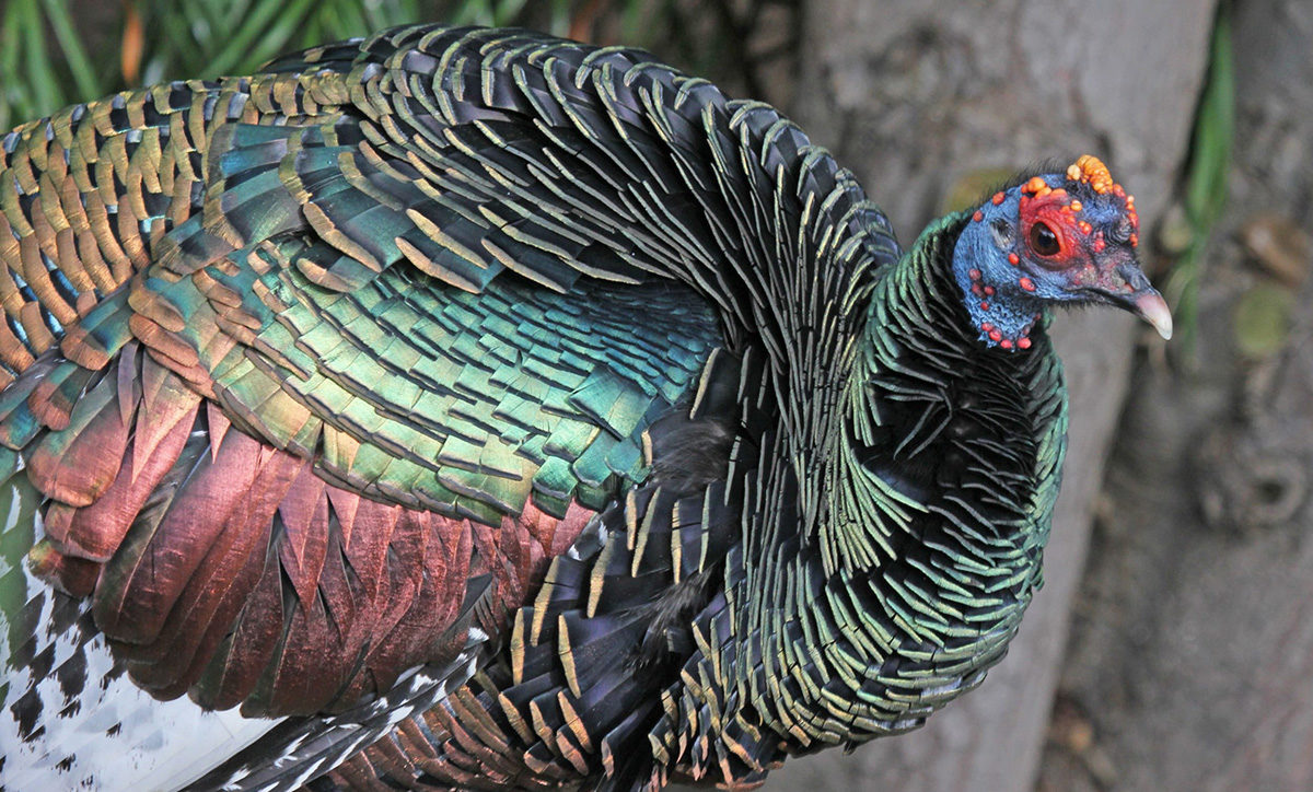 Some of the remains the researchers analysed were from a cousin of the common turkey — the brightly plumed Ocellated turkey.