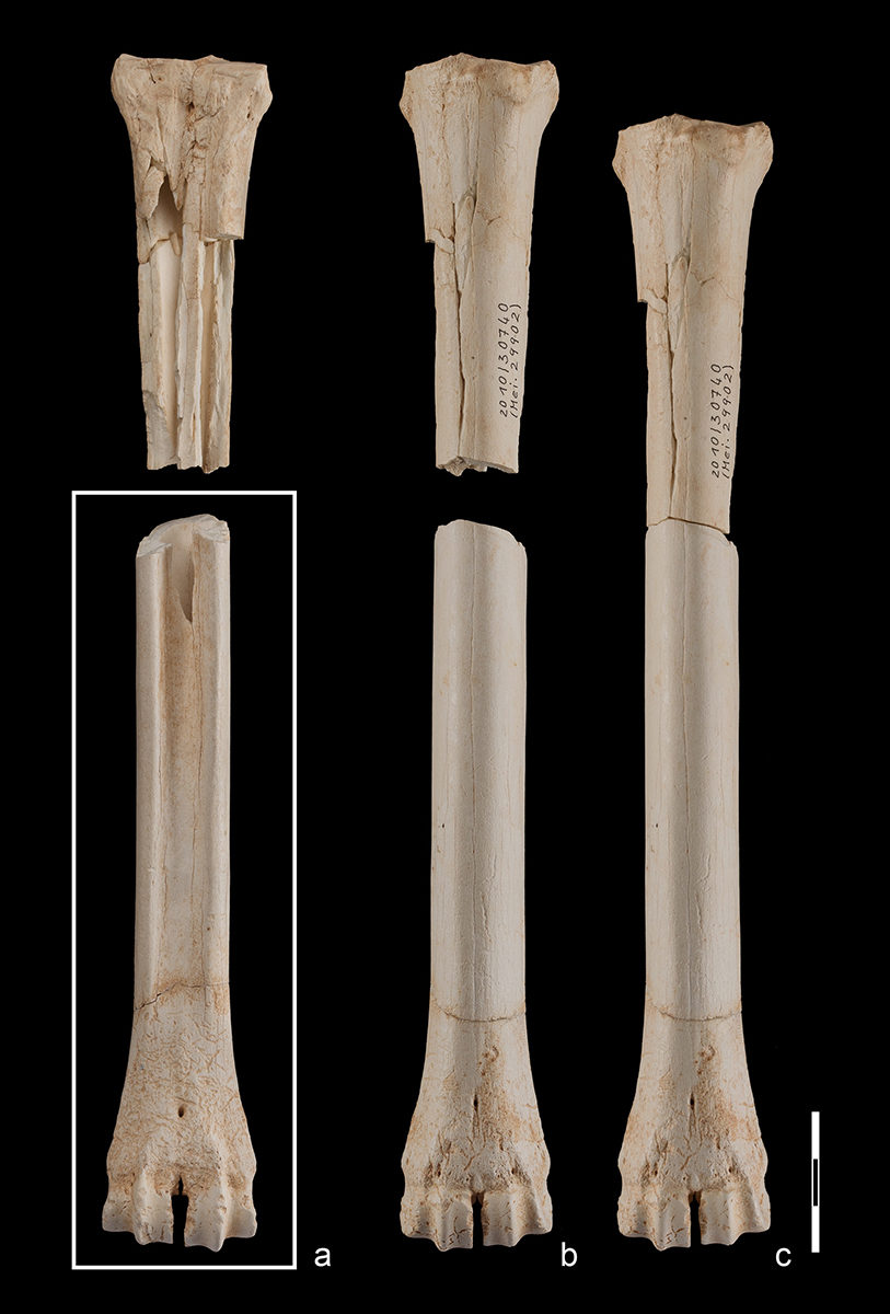 IN A NEWLY PUBLISHED STUDY IN THE “JOURNAL OF PALEOLITHIC ARCHAEOLOGY,” SENCKENBERG SCIENTIST PROFESSOR DR. RALF-DIETRICH KAHLKE, IN CONJUNCTION WITH AN INTERNATIONAL TEAM OF RENOWNED STONE AGE EXPERTS, REFUTES A RECENT PUBLICATION REGARDING THE DISPERSAL OF HUMANS IN EUROPE.
This publication postulates that the first humans occurred in Northern and Central Europe as early as about one million years ago – more than 200,000 years earlier than previously documented. Moreover, the team of scientists around the Ice Age researcher from Weimar was able to show that the specimens of the archeological study were presumably stolen from the research excavation in Untermassfeld.

Saber- and dirk-toothed cats, giant hyenas, hippopotamuses and elephants – the Untermassfeld fossil site in the Thuringian Werra Valley offers a unique representation of the time period around one million years ago. “Each recovered fossil helps us to understand the ecosystem at that time and offers a detailed view into the life history on earth,” explains Professor Dr. Ralf-Dietrich Kahlke of the Senckenberg Research Station for Quaternary Paleontology in Weimar, and he continues, “The diversity of the more than 17,000 specimens retrieved to date ranges from a tiny frog skeleton to the largest known cheetahs in geological history.”


Untermassfeld research excavation: Top (a) – Exposed skeleton parts of various large mammal species, with a completely preserved metacarpal bone (rectangle) of an early fallow deer (Dama nestii vallonnetensis) on the day prior to the theft. Photo: T. Korn, Senckenberg Weimar. Bottom (b) – Vandalism caused by illegal excavation: The lower part of the rare deer bone was broken off and stolen (rectangle). Photos: J.-A. Keiler, R.-D. Kahlke, Senckenberg Weimar

A recently published study in the “Journal of Human Evolution” now announced a new “sensational discovery” from the Thuringian fossil site. The study’s authors describe several bones that were “processed with tools by humans.” This is taken as proof for the presence of early humans in Central Europe around one million years ago, according to the study’s senior author and hobby collector from Hesse.

“We have been digging in Untermassfeld since the 1970s, with a cumulative total of 90 months of recovery activity. More than 30 researchers from 20 institutes in Germany and abroad are involved in the analysis of our discoveries and results. None of us has ever before encountered traces of fossil hominids,” cautions Kahlke. For the Ice Age researcher from Weimar, this was sufficient reason to get to the bottom of this asserted claim, together with a German-Dutch team of archeologists, including Professor Dr. Wil Roebroeks (University of Leiden), Professor Dr. Sabine Gaudzinski-Windheuser (University of Mainz) and Professor Dr. Michael Baales (University of Bochum).

“The archeological studies clearly show that the described bones and rocks neither constitute human tools, nor do the objects reveal signs of processing,” explains Kahlke. Upon closer inspection, the marks on the fossil animal bones that were described as signs of cutting and hammering caused by humans turned out to be “the results of root etching, feeding traces by predators and rodents, as well as improper retrieval,” according to Gaudzinski-Windheuser.

Left and center: (a, b) – Lower part of the stolen bone specimen, recovered via an anonymous package (rectangle, cf. image 1), and associated upper part, which was left behind by the robbers. Front and back views. Right (c) – Stolen and retrieved parts of the find, combined with parts recovered by Senckenberg. Photos: S. Döring, R.-D. Kahlke, Senckenberg Weimar