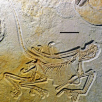 The Eleventh Archaeopteryx