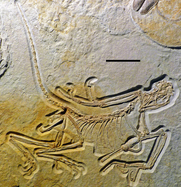 The geologically oldest, but most recently discovered specimen of Archaeopteryx. Credit: O. Rauhut, LMU Munich