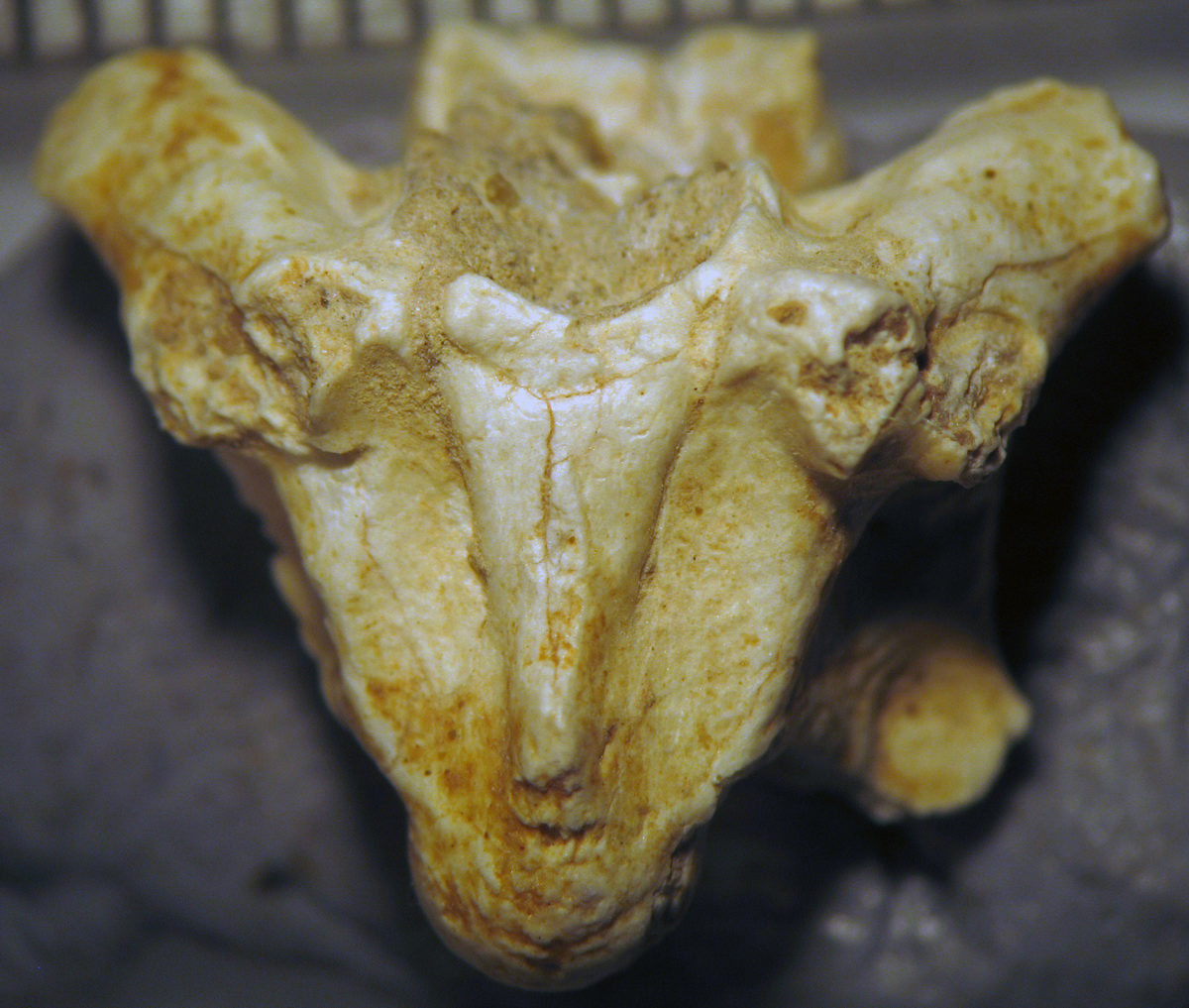 Cobra bone.