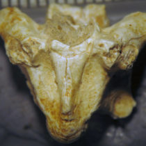 Dragons and cobras dwelled the Axios area during the late Miocene