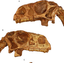 Print a 200-million-year-old dinosaur fossil in your own home