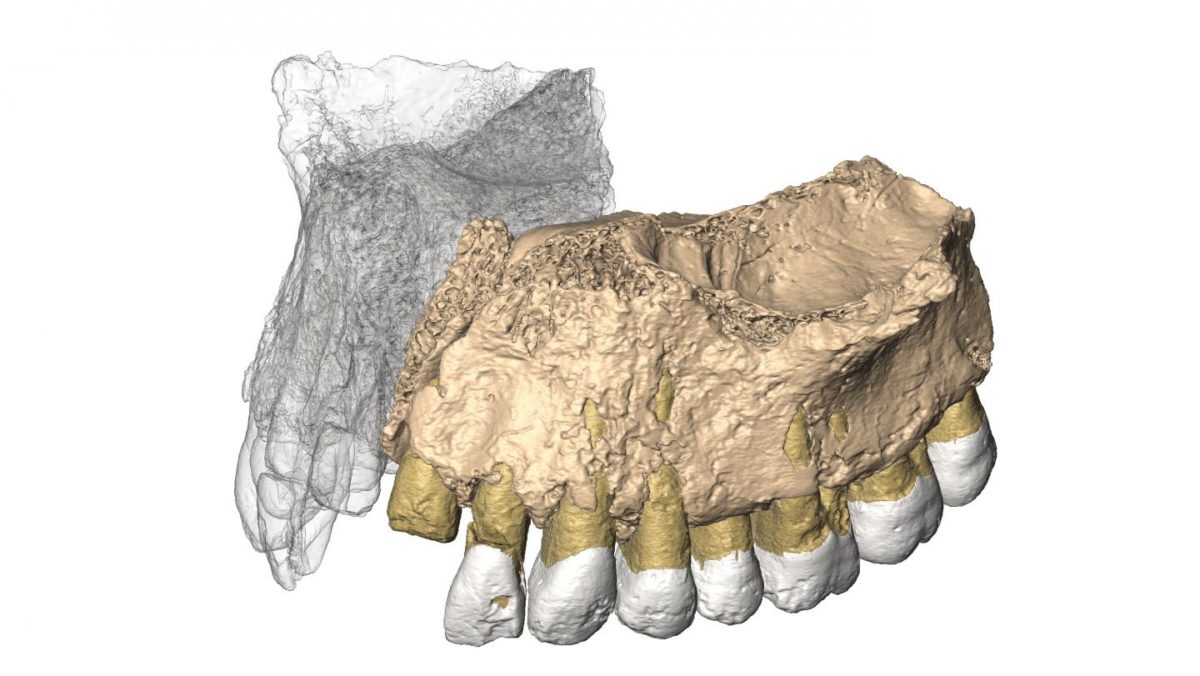 Reconstruced maxilla from microCT images.
Credit: Gerhard Weber, University of Vienna, Austria.