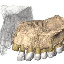 Remains of earliest modern human outside of Africa unearthed in Israel