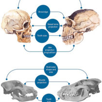 Did Humans Domesticate Themselves?