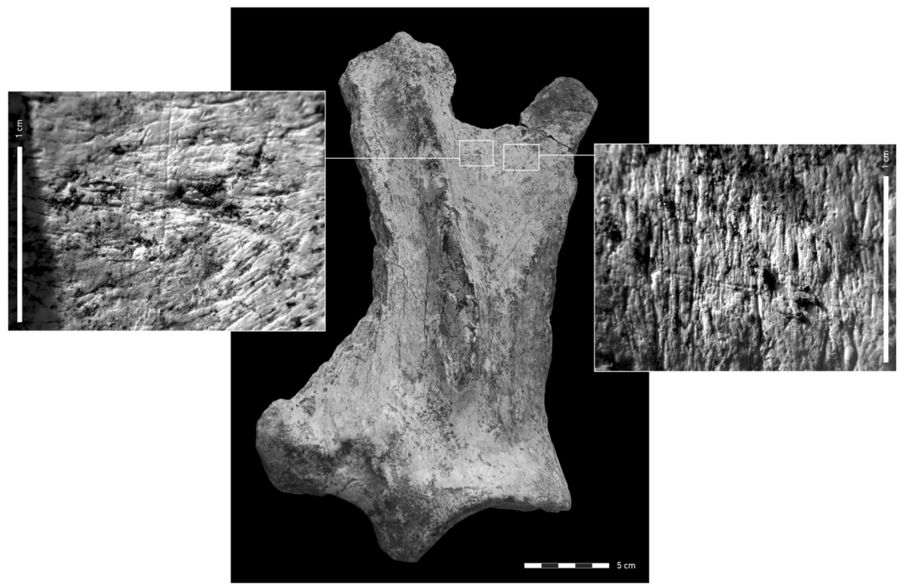 Scapula of Hippopotamus cf. amphibius with cut-marks made by lithic tools during butchering (right insert). Left insert: The cut-mark is superimposed by a carnivore tooth-mark, probably a scavenging hyena. Image Credit: Scientific Reports.