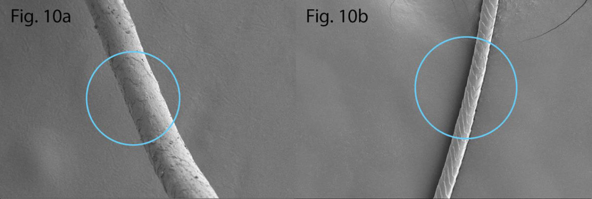 An image of a fossilised goat hair (left) compared to a modern Finnish Landrace goat hair (right). Both images are taken with a scanning electron microscope. Credit: Krista Vajanto & Tuija Kirkinen