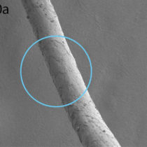 Domestic goat dating back to the Neolithic Corded Ware period identified in Finland