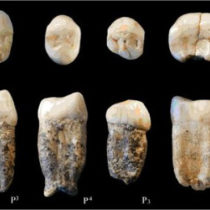 First study of the only original fossils conserved of Peking Man