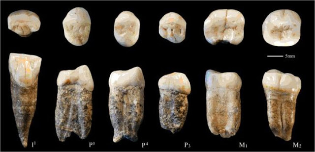 Original fossil teeth. Credit: Xing Song et al