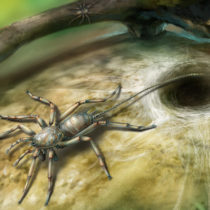 Remarkable spider with a tail found preserved in amber after 100 million years