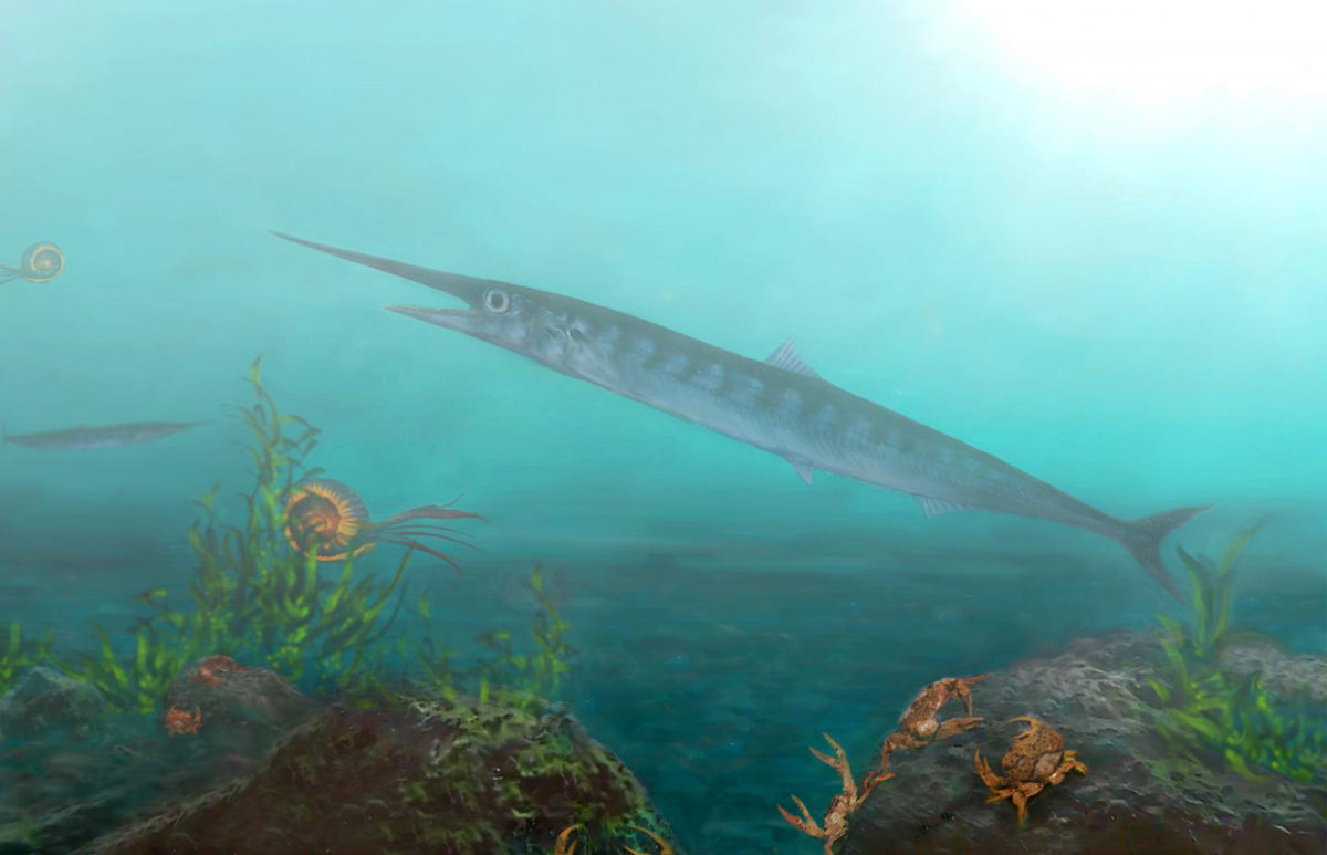 The species, called Candelarhynchus padillai, is the first fossil 'lizard fish' from the Cretaceous period ever found in Colombia and tropical South America.
Credit: Oksana Vernygora