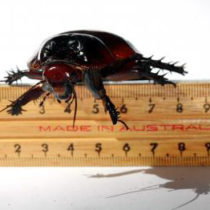 Cockroach history traced back to last supercontinent