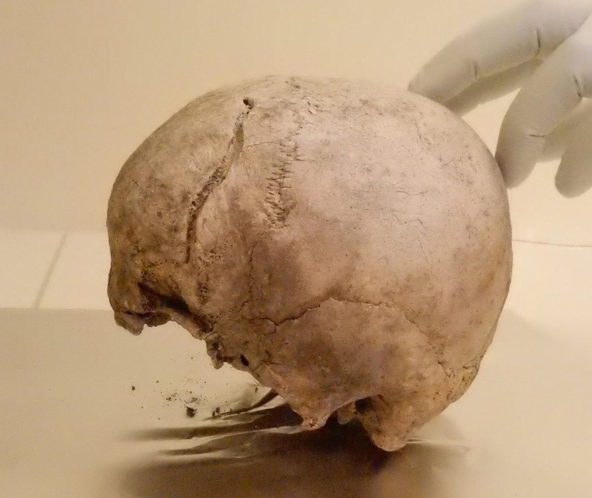 Skull included in this study from Ölsund, Hälsingland, Sweden, dating to around 2,300 BCE, in the ancient DNA laboratory at the Max Planck Institute for the Science of Human History. Credit: Alissa Mittnik