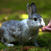 What fluffy bunnies can tell us about domestication