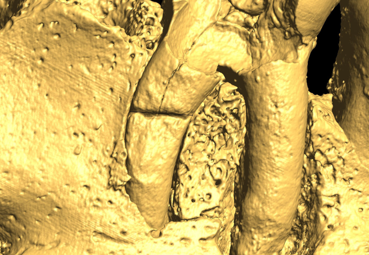 Xaghra Mandible. Credit: Queen's University, Belfast.