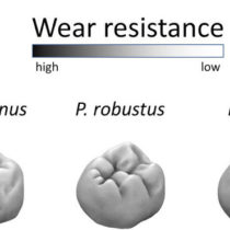 Homo Naledi had wear-resistant molars