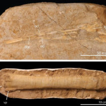 Pterosaurs went out with a bang, not a whimper