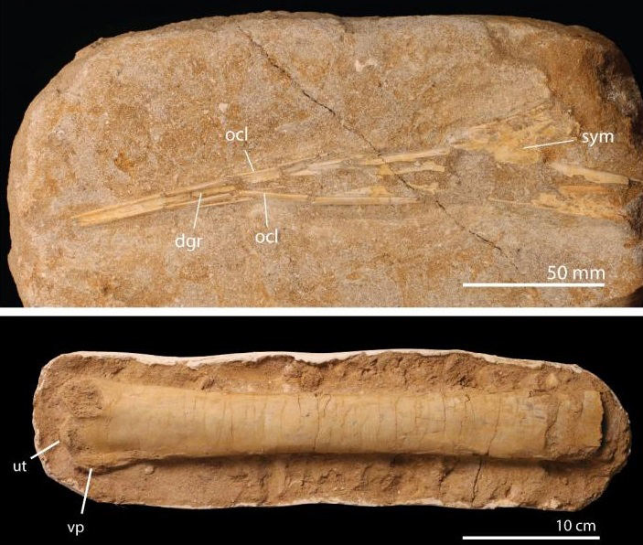 These are some of the Moroccan pterosaur fossils from the study. Top: the mandible (lower jaw) of Alcione elainus, a small pterosaur newly described in this paper. Bottom: part of the ulna (forearm bone) from a giant pterosaur, tentatively identified as Arambourgiania. Note the different scales – the mandible is less than 20 cm long, while the ulna is more than 40 cm long; Arambourgiania would have had a wingspan more than three times that of Alcione. Credit : pbio.2001663
