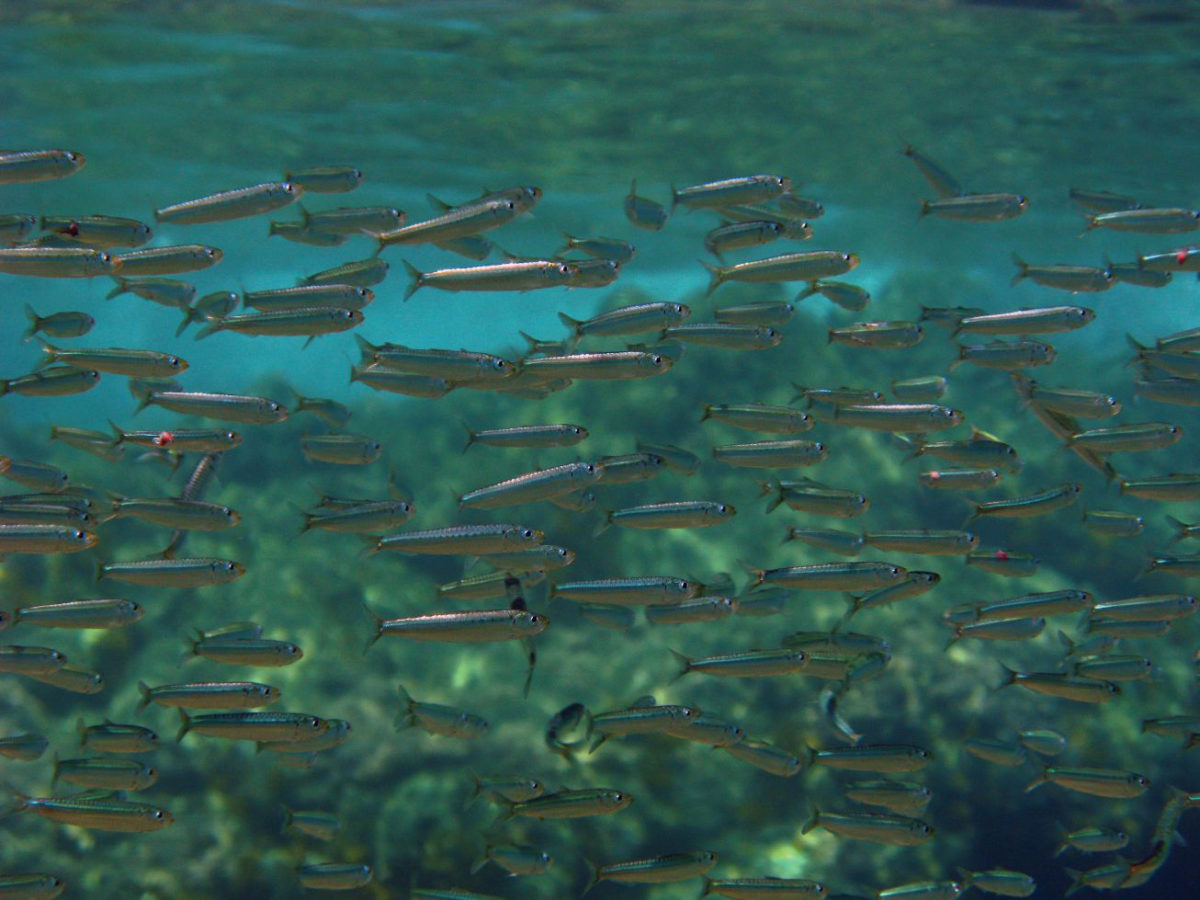 A school of sardines in Italy. Credit: Wikimedia / Alessandro Duci