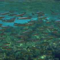 Fish accounted for surprisingly large part of the Stone Age diet