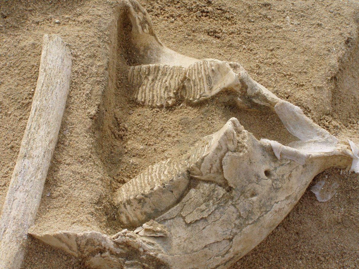 Jaw and rib of Mammuthus Cf. Intermedius found in the archaeological site WWTP Culebro 1 (Madrid)/Joaquín Panera (216).