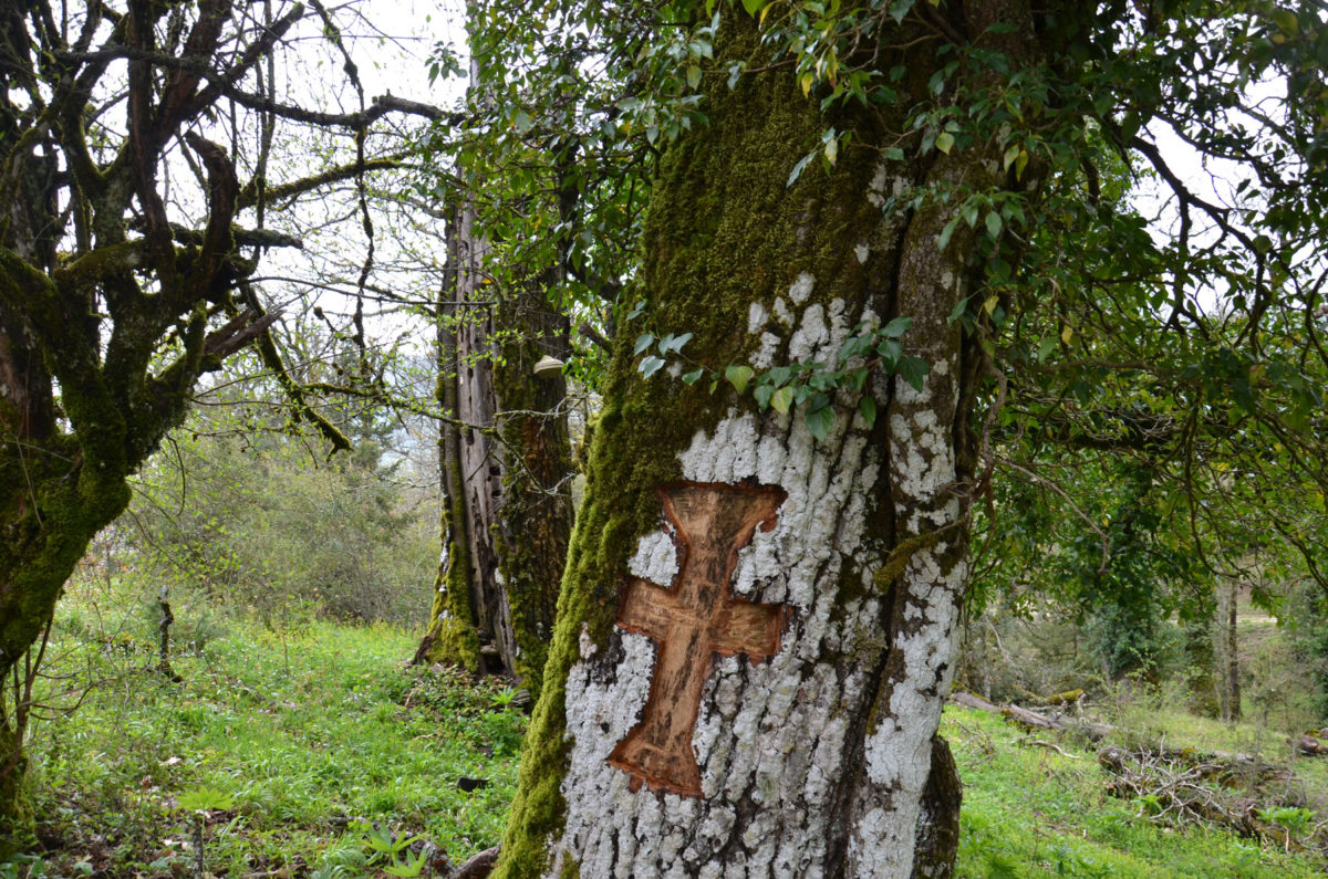 A carved cross on the bark of an old oak tree in the sacred forest of Vitsa fulfils a votive offering to Saint Nicholas to whom the nearby church is dedicated ,celebrating on May 20.In the past this feast day marked the beginning of grazing in the forest (photo: Kalliopi Stara). 