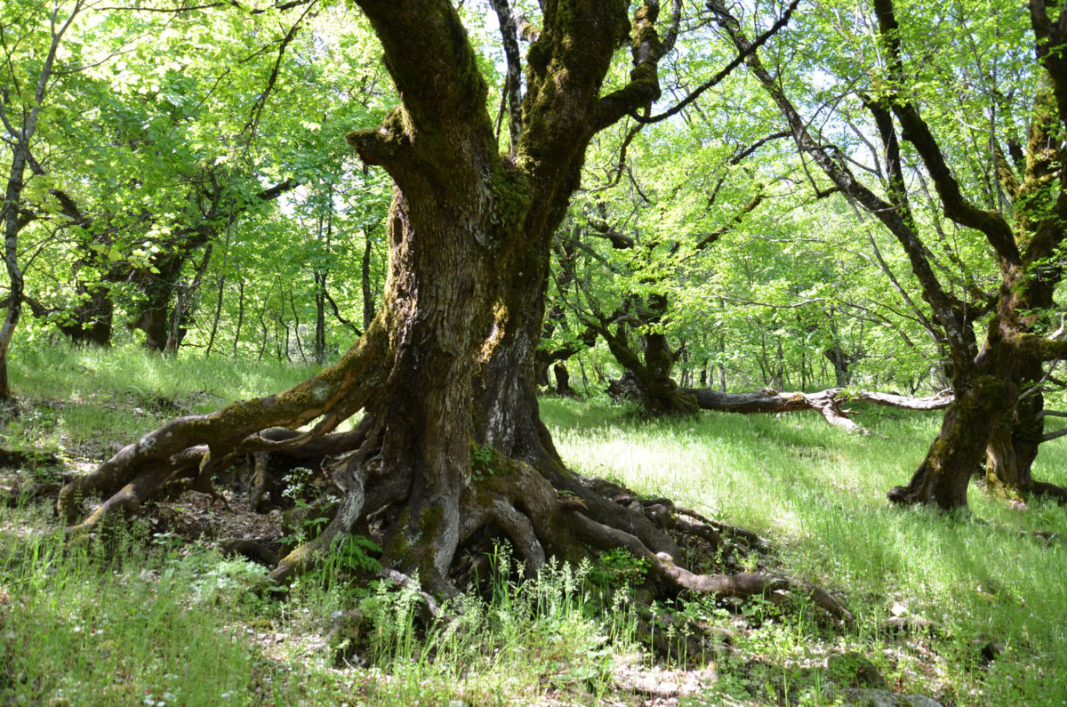 According to local traditions, the sacred forest of Panaghia Aidonolalousa (Virgin Mary of the nightingale voice) is associated with a deserted monastery. Gigantic, monumental oaks, Judas trees, wild cherry trees and ostrya excite the imagination of those walking among them, reminding them of the Ents, Tolkien’s tree men (photo: Kalliopi Stara). 
