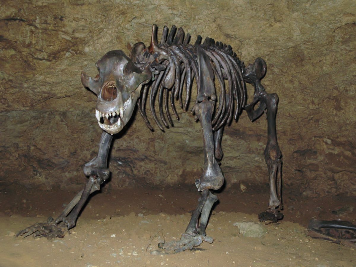 Ursus spelaeus.