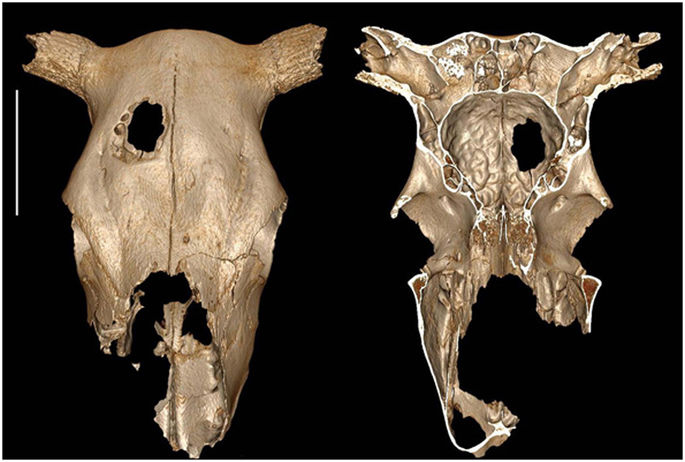 External and internal view of the cow cranium showing the hole on the right frontal bone. Bar corresponds to 10 cm. Photo credit: Nature