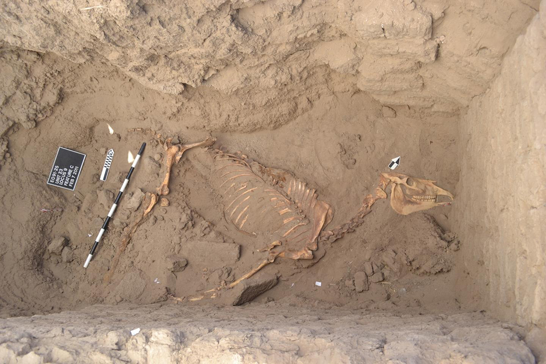 The Tombos horse was discovered in 2011. Credit: Purdue University.