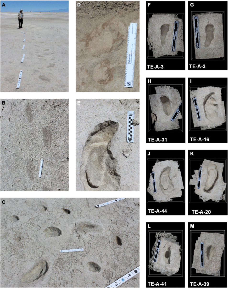 Trackways and prints at WHSA. Image Credit: Science Advances.