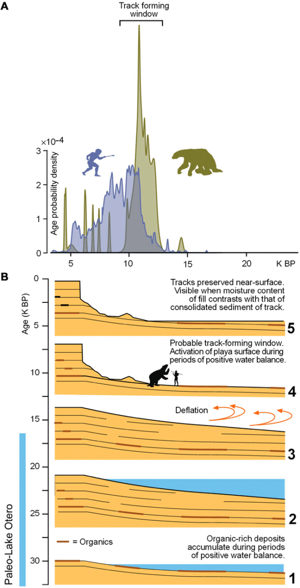 WHSA chronology.
(A) Summed probability density curves for extinction dates for ground sloth (8) and dates of human occupations in Southwestern United States (9, 10). Track creation probably occurred in the overlap. (B) Sequence of events on Alkali Flat. Image Credit: Science Advances.