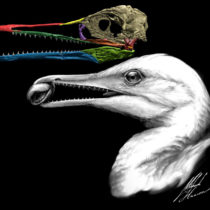 Scientists find the first bird beak, right under their noses