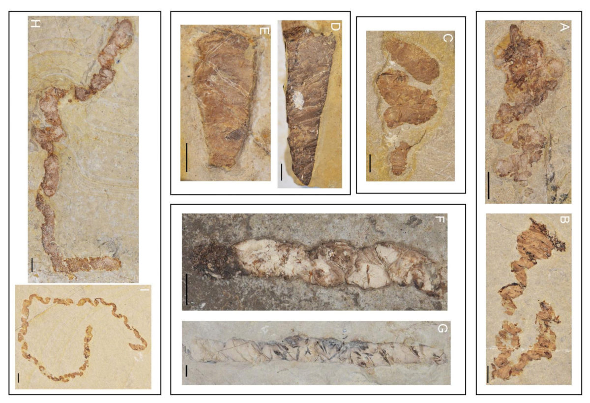 Coprolites. Credit : Barrios de Pedro, et al (2018)
