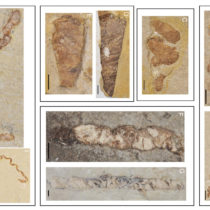 Fossilized feces reveal Early Cretaceous aquatic vertebrate diversity